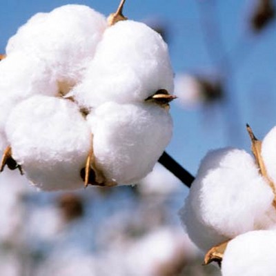cotton